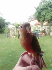 Lost Conure