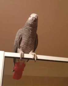 Lost African Grey