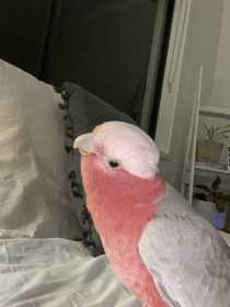 Lost Galah Cockatoo