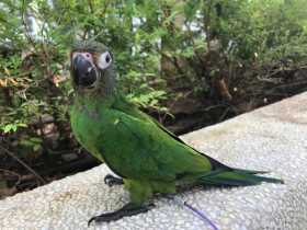 Lost Conure