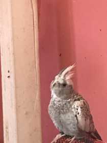 Lost Cockatiel