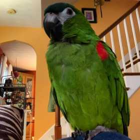 Lost Macaw