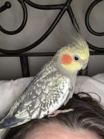 Lost Cockatiel