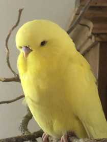 Lost Budgerigar