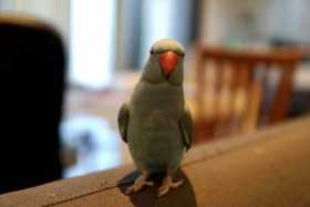Lost Indian Ringneck Parakeet