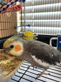 Lost Cockatiel