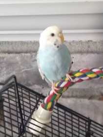 Lost Budgerigar