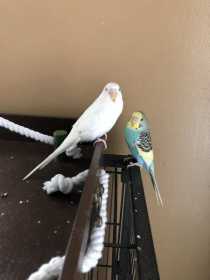 Lost Budgerigar