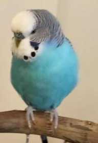 Lost Budgerigar