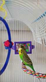 Lost Budgerigar