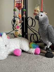 Lost African Grey