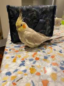 Lost Cockatiel