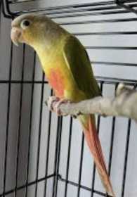 Lost Conure