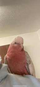 Lost Galah Cockatoo