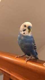 Lost Parakeet