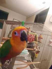 Lost Conure