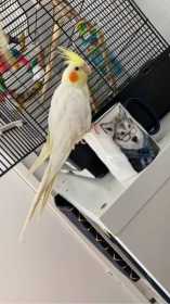 Lost Cockatiel