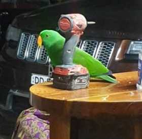 Lost Eclectus