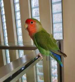 Lost Lovebird
