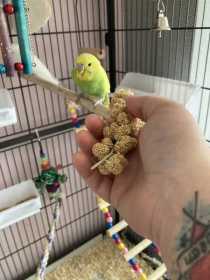 Lost Budgerigar