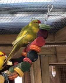 Lost Kakariki