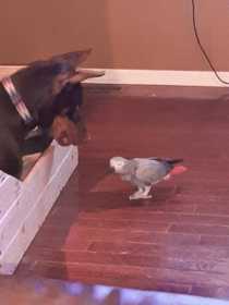 Lost African Grey