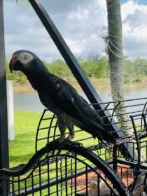 Lost African Grey