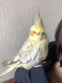 Lost Cockatiel