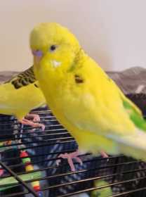 Lost Budgerigar