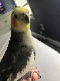 Lost Cockatiel