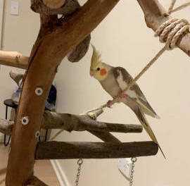 Lost Cockatiel