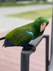 Lost Eclectus