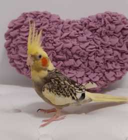 Lost Cockatiel