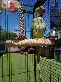Lost Alexandrine