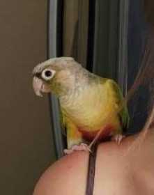 Lost Conure