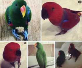 Lost Eclectus