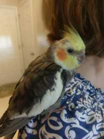 Lost Cockatiel