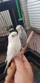 Lost Budgerigar