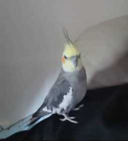 Lost Cockatiel