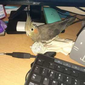 Lost Cockatiel