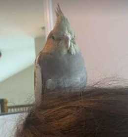 Lost Cockatiel