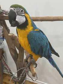 Lost Macaw