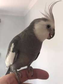 Lost Cockatiel