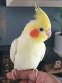 Lost Cockatiel