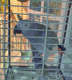 Lost African Grey