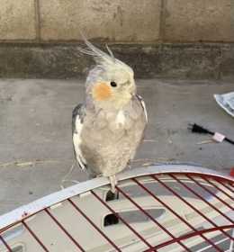 Lost Cockatiel