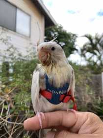 Lost Cockatiel