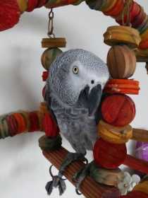 Lost African Grey