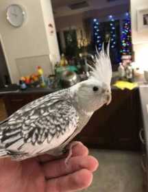 Lost Cockatiel