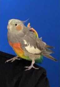 Lost Cockatiel
